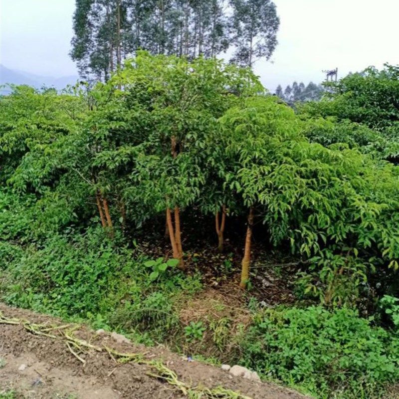 三杆幌伞枫幸福树鸭脚木步步高盆栽树桩树杆三叉室内绿植净化空气