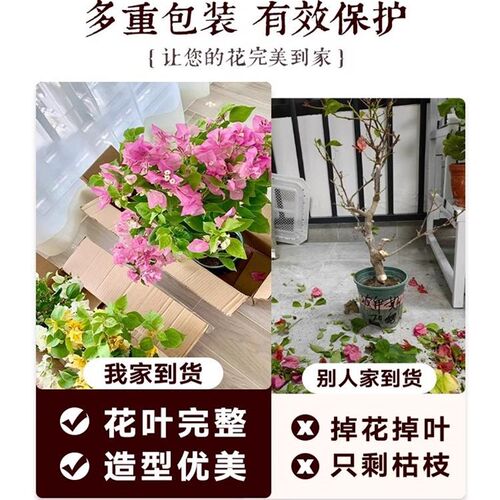 三角梅树苗盆栽带花苞老桩漳红绿樱三角梅大苗室内四季开花卉绿植