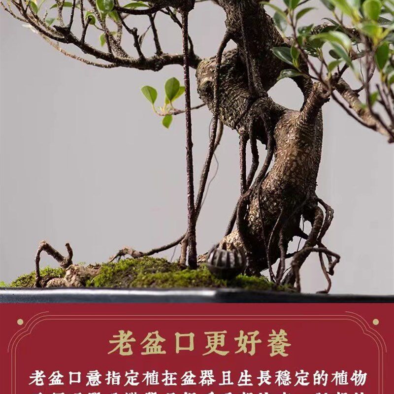 金钱榕小叶榕树盆景矮霸造型老桩虎皮榕兰绿植室内盆栽办公室旺财