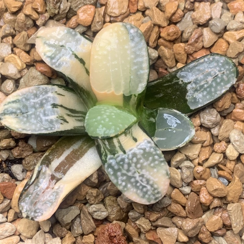 新品点点寿锦红纹冰城西瓜裹般若网纹电路板克锦丘比特Haworthia