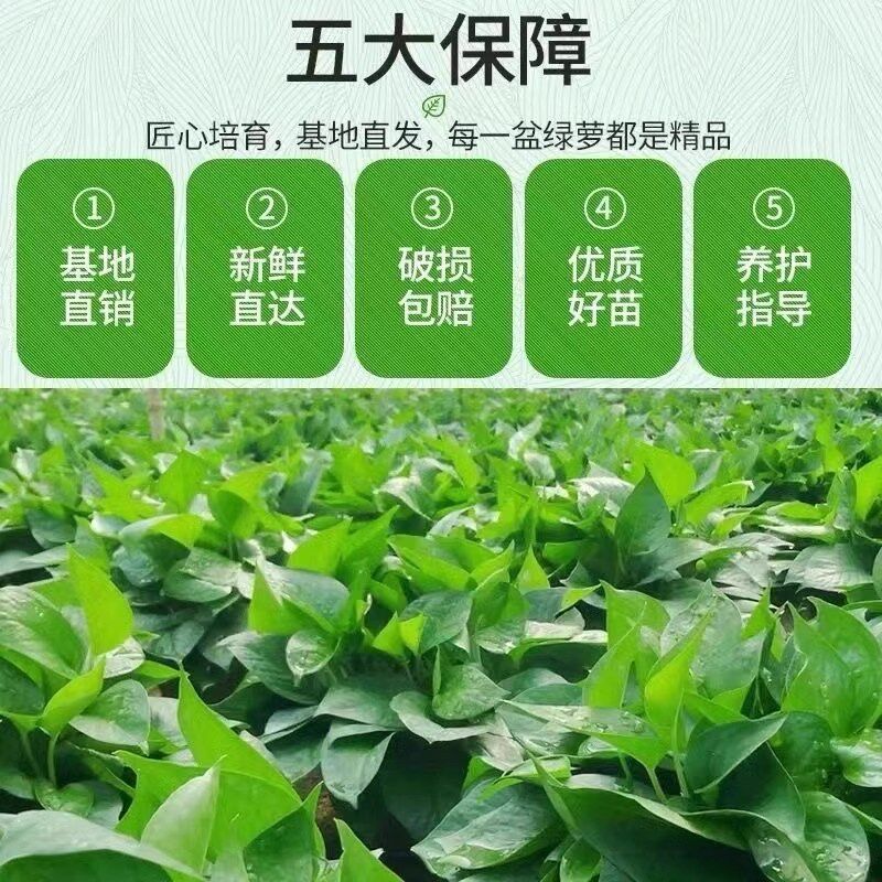 绿萝盆栽室内家用新房吸净化空气花卉植物水培长藤大叶绿箩