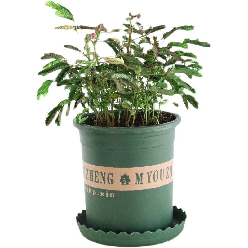 含羞草盆栽室内阳台小植物四季常青害羞草怕羞草彩色花苗趣味植物