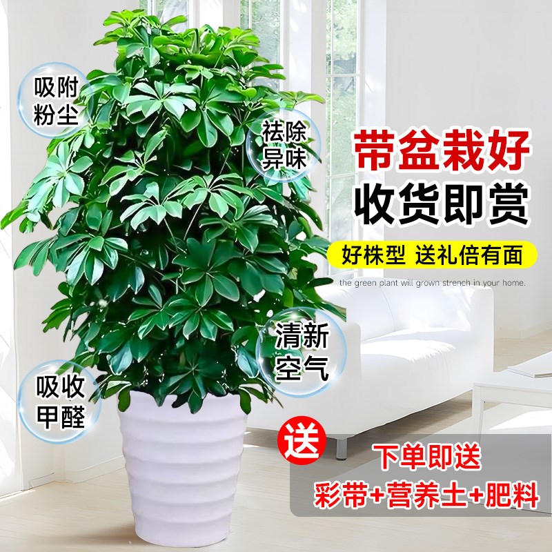 鸭脚木盆栽客厅绿植花卉室内大型八方来财鸭掌木七叶莲植物发财树