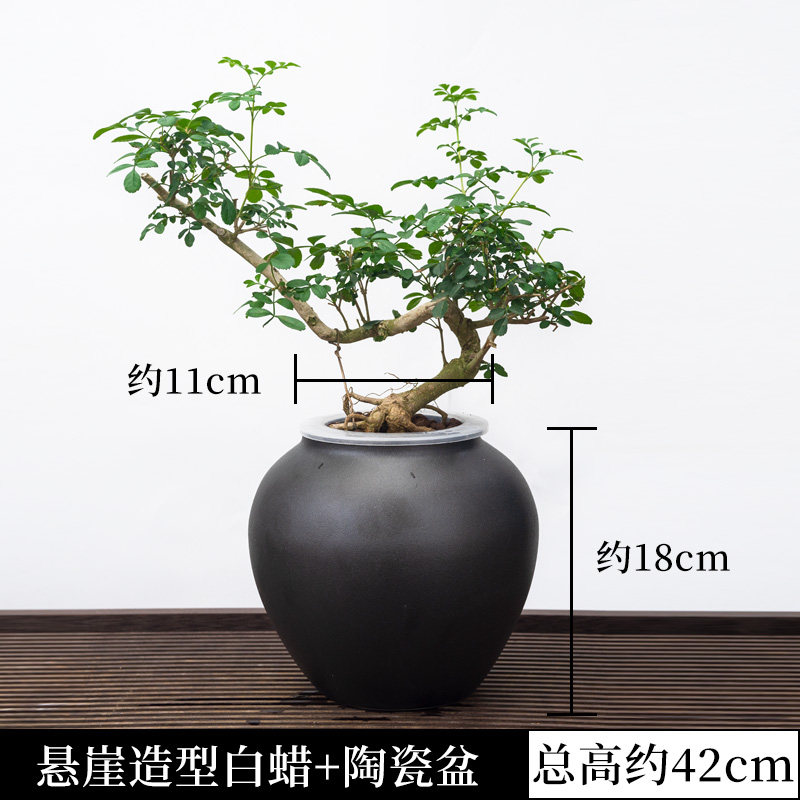 水培对节白蜡盆景树苗绿植物小盆栽老桩造型女贞悬崖雀梅室内桌面