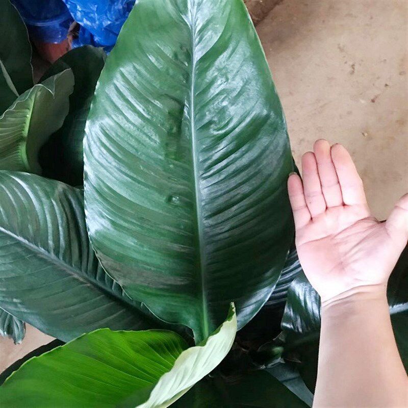 绿巨人盆栽室内客厅大型植物万年青大叶白掌吸甲醛绿植办公室盆景