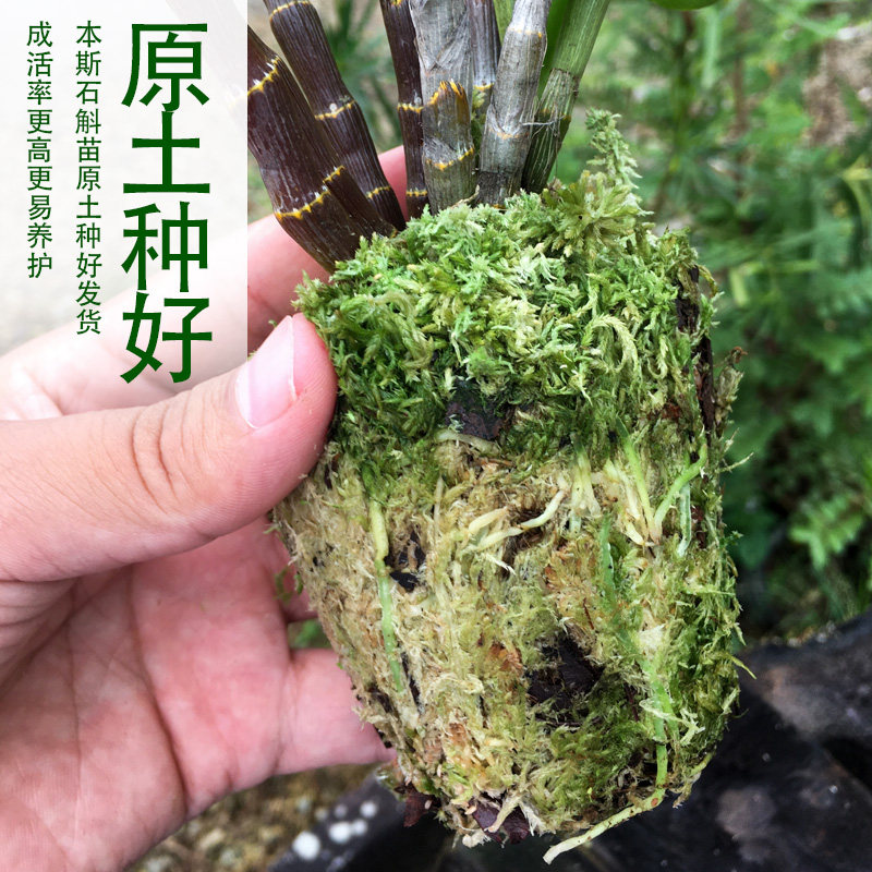 云南本斯石斛苗盆栽稀有石斛兰花种好原土发货成活率高室内外绿植