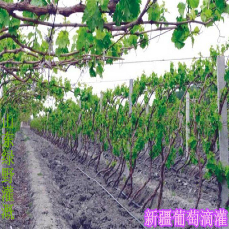 贴片式滴灌带大棚滴灌带蔬菜草莓葡萄滴灌带全新料滴灌设备滴水带