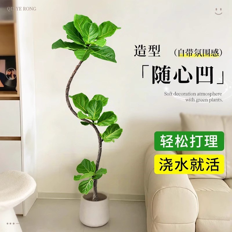 造型琴叶榕客厅大型绿植老桩高级感室内盆栽植物大叶好养大号落地