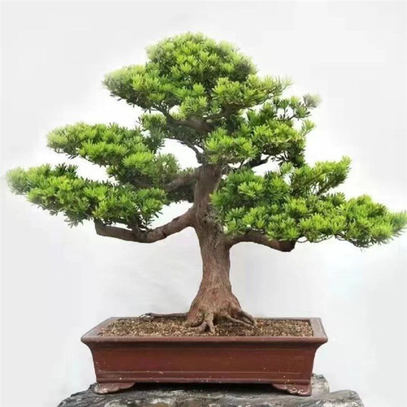 盆景老桩米叶四季正宗罗汉松迎客松红芽珍珠植物室内绿植盆栽客厅