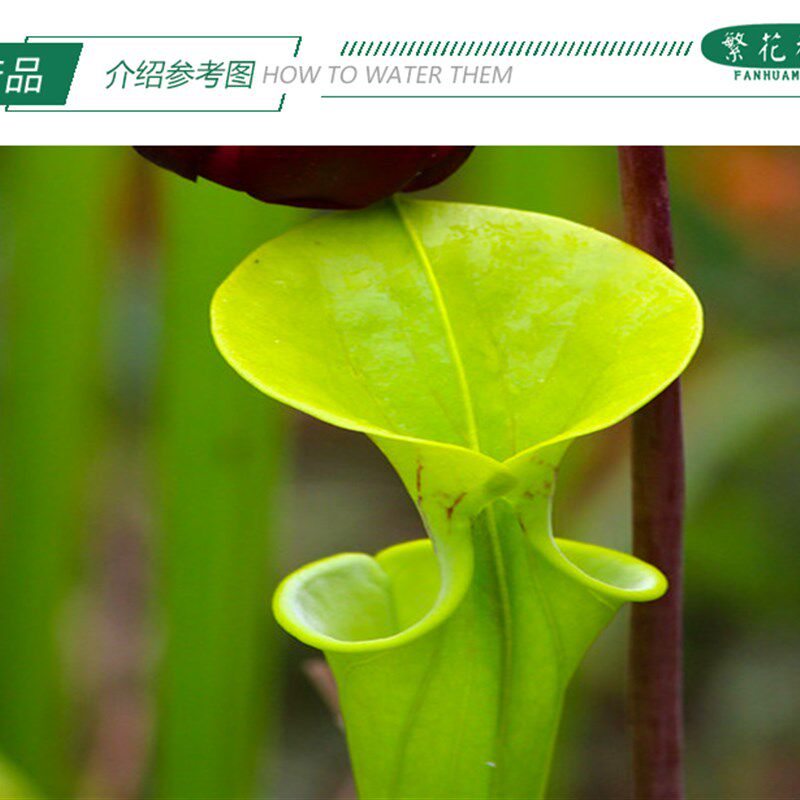 铜帽黄瓶子草【CT2绿植大型食虫植物捕蝇草管状植物雨林缸造景】