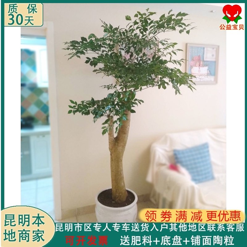大型绿植盆栽富贵树幌伞枫幸福树老桩植物客厅办公室前台观叶昆明