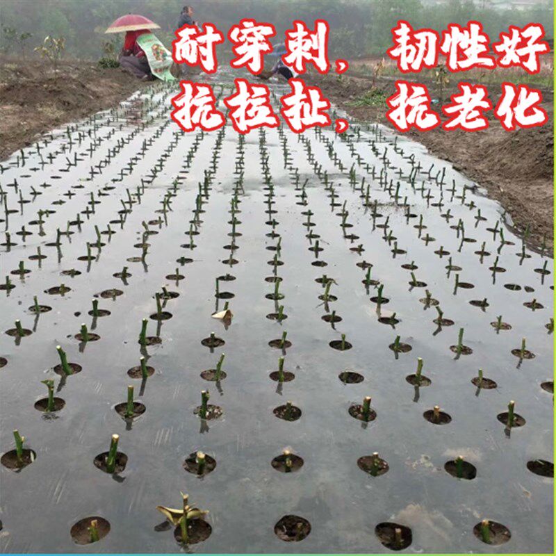 打孔地膜农用有孔塑料薄膜黑色除草保温蔬菜树苗种菜种植白银黑膜