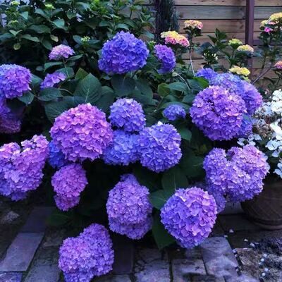 绣球花盆栽无尽夏绣球八仙花地栽庭院阳台植物花卉多年生大苗