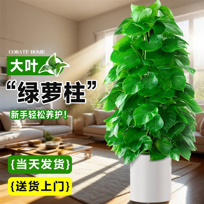 大叶绿萝柱盆栽办公室内好养净化空气好养绿箩客厅大型新房绿植
