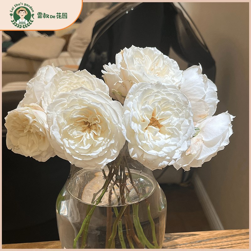 雷叔的花园雪野一梦灌木切花月季花苗带盆栽好四季开花大花浓香