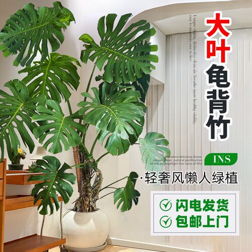 老桩龟背竹客厅大盆栽落地绿植物大叶龟背竹旺宅办公室内乔迁好养