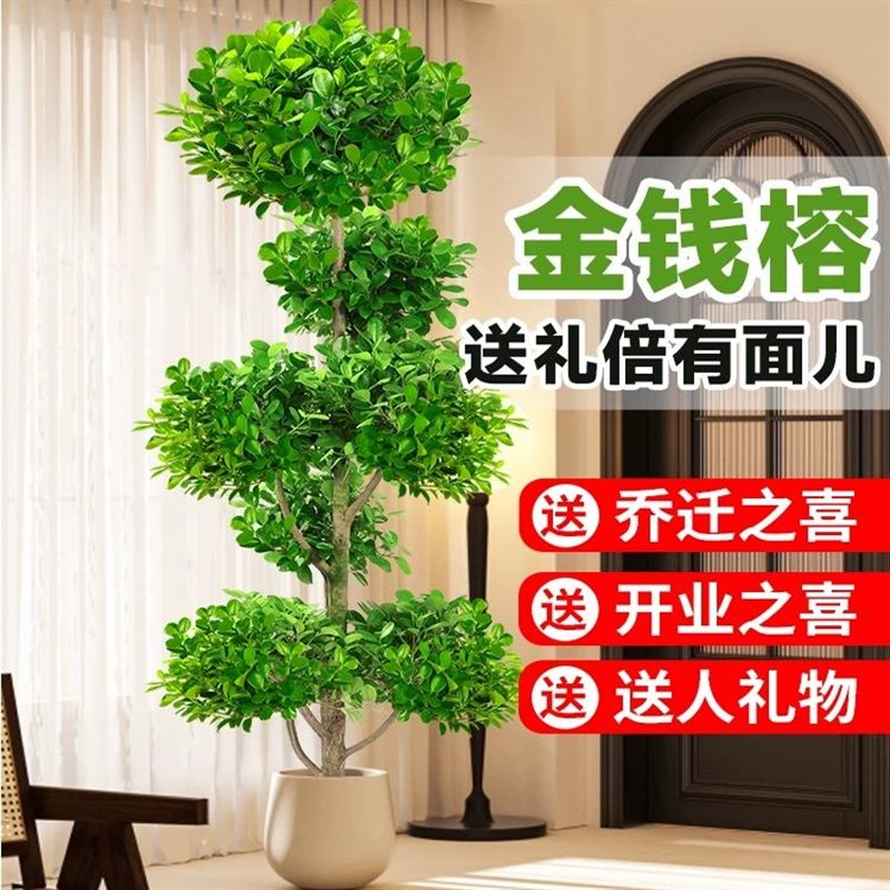 金钱榕大盆栽室内客厅开业送礼乔迁大型绿植摇钱树发财树四季常青