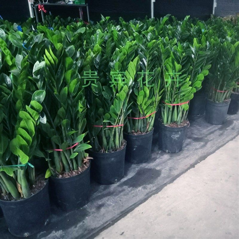 大金钱树室内客厅办公室大绿植盆栽盆景吸甲醛观叶招财植物摇钱树