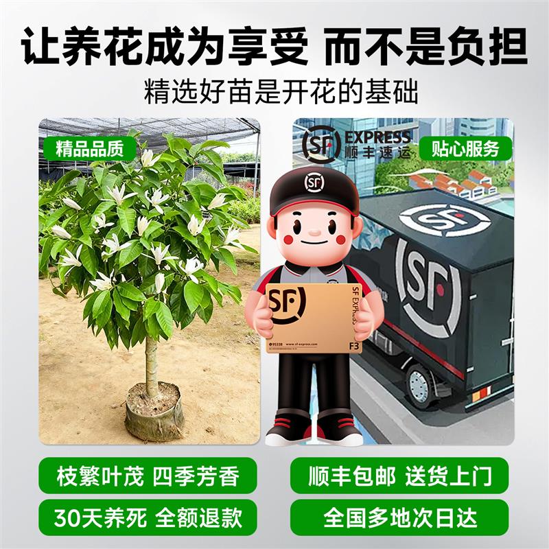 白玉兰花盆栽带花苞兰花大树黄角兰老桩绿植树苗耐寒室内四季花卉