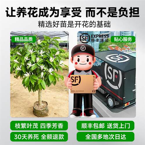 白玉兰花盆栽带花苞兰花大树黄角兰老桩绿植树苗耐寒室内四季花卉