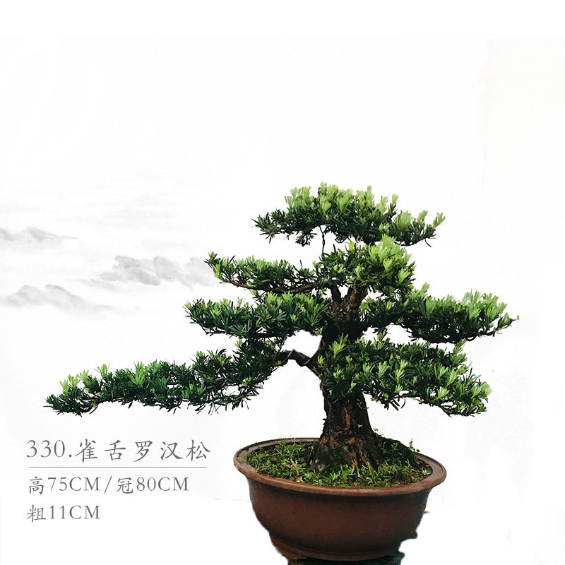 罗汉松盆景   雀舌 米叶 珍珠红芽罗汉松 室内盆栽 大型庭院盆景