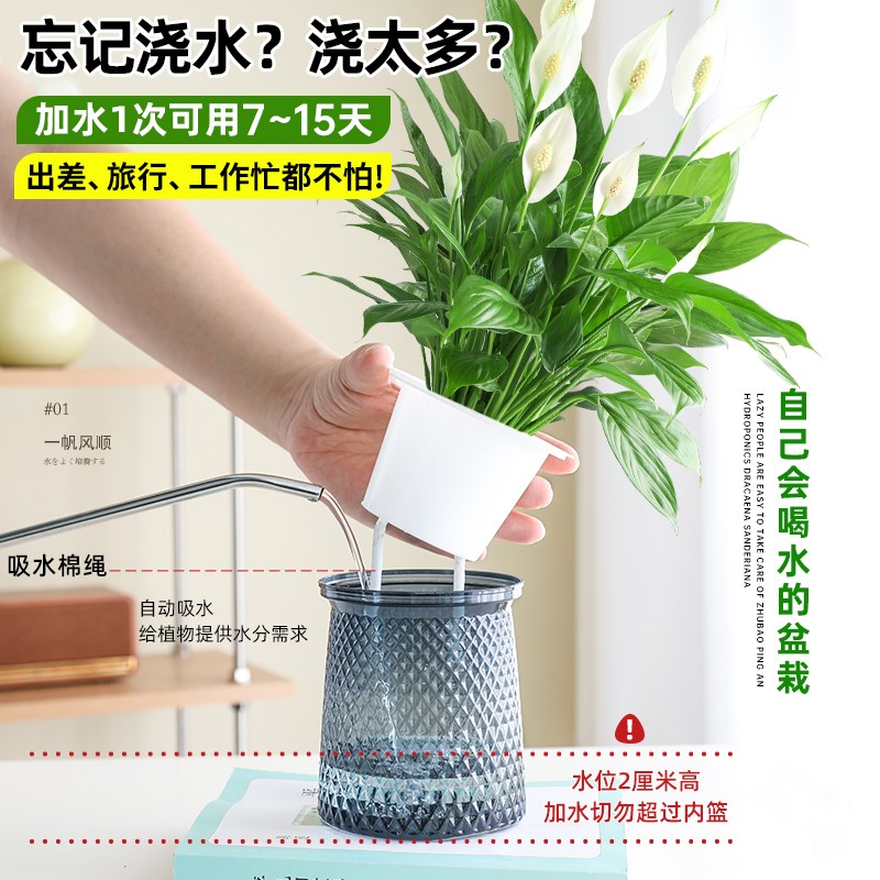 白掌一帆风顺盆栽室内绿植绿萝箩花卉水培植物四季易活吸甲醛好养