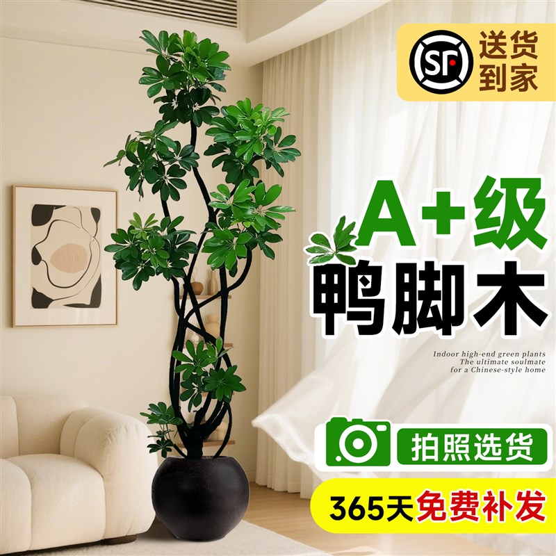 鸭脚木客厅绿植大盆栽室内高级感大型植物八方来财鸭掌木高端大气