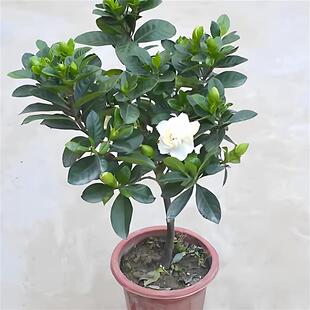老桩大叶栀子花大树苗大课枝枝花浓香型四季独杆牡丹室外庭院子花