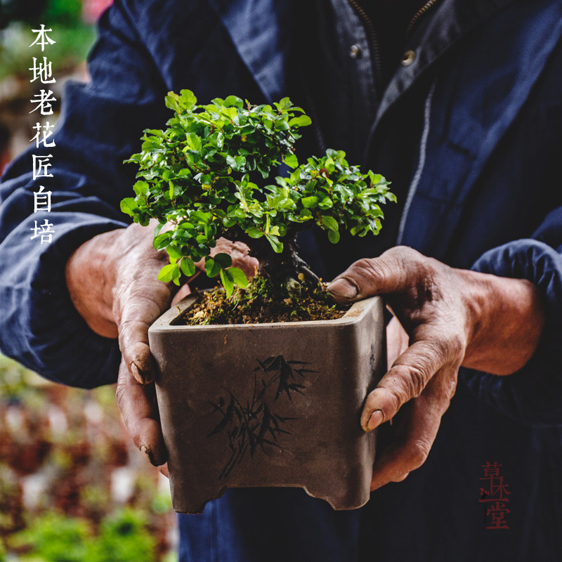 矮霸小叶雀梅盆景老桩造型室内盆栽绿植喜阳耐晒植物室外阳台好养