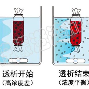 促销透析袋14000分子量MD44直径22mm截留14kd透析膜纯化蛋白实验