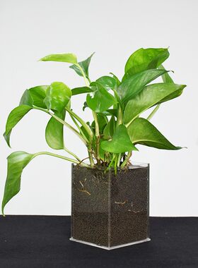 亚克力客厅台式花器花盆透明花瓶简约创意水培绿萝植物桌面花瓶