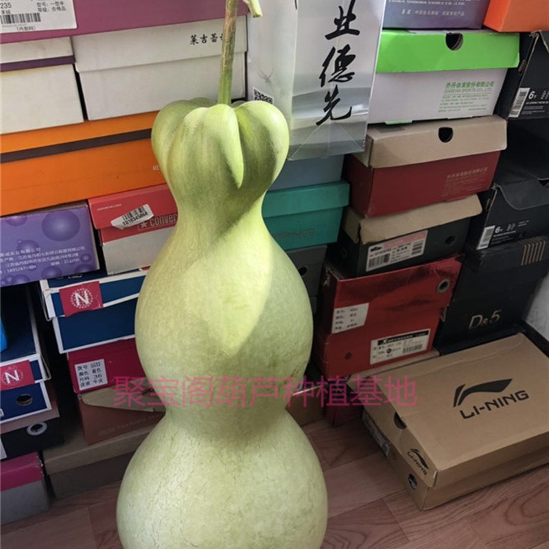 巨型特大超大莲花头葫芦种亚腰八宝三挺庭文玩小八宝鹤首酒瓢子籽