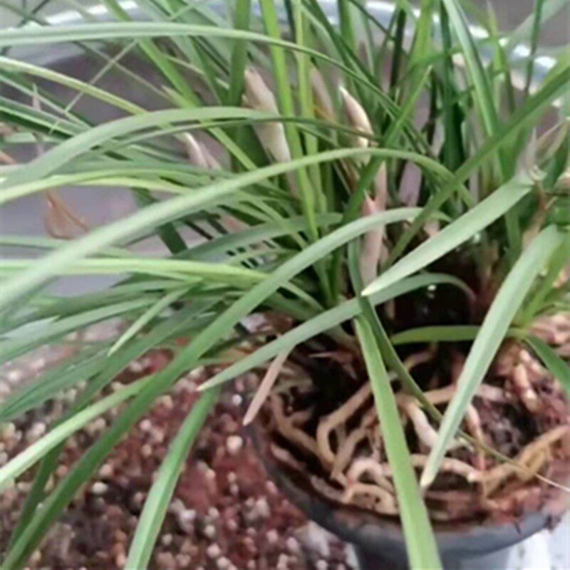 大理肖氏诱生高端云南兰花植料含松筋精品营养土包邮送护茎土