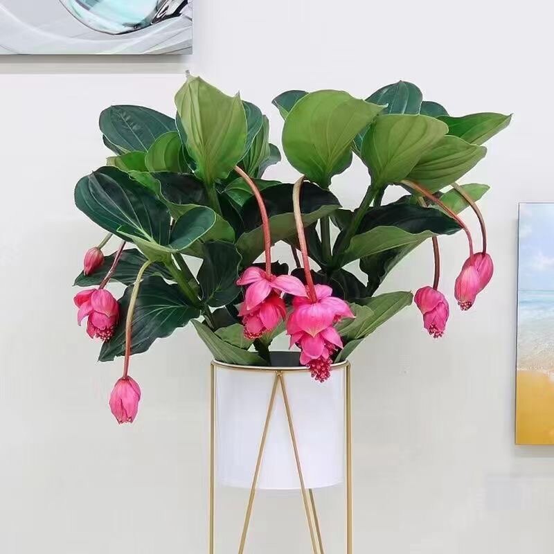 宝莲灯花室内花卉 花期3-5个月 结婚 搬家 开业 花篮