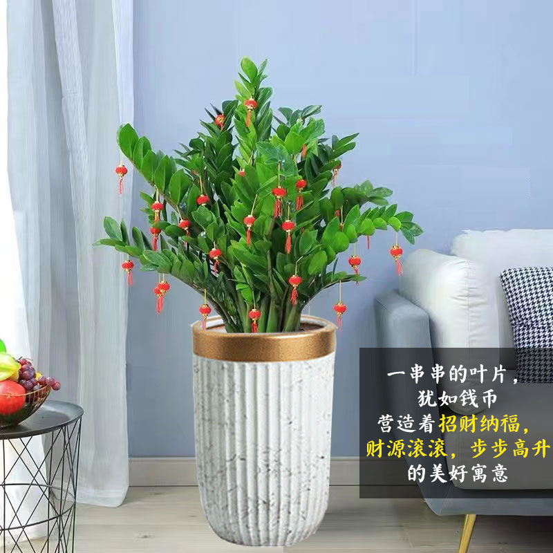 金钱树植物钱串子招财树办公室客厅开业乔迁送礼盆栽耐旱好养绿植