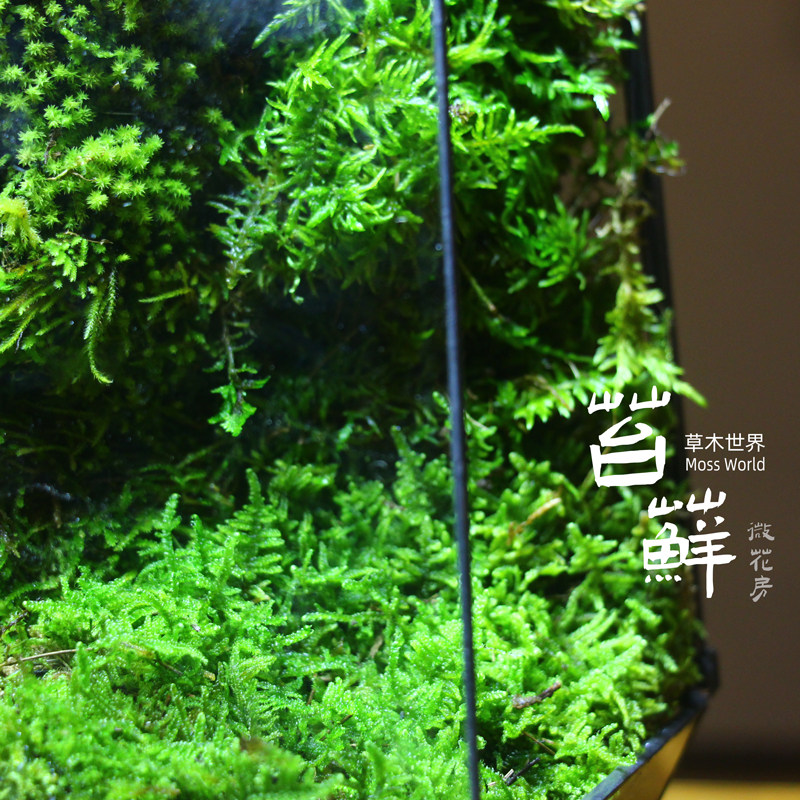 【国外景观】苔藓植物微缩森林雨林缸玻璃生态瓶景观礼品送领导