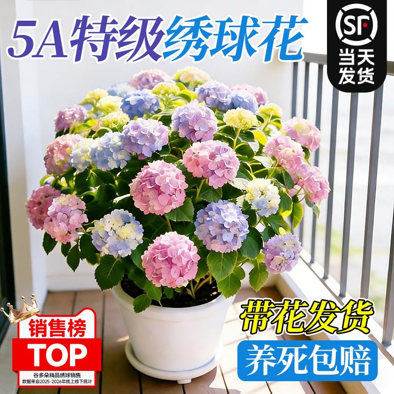 绣球花盆栽带花老桩无尽夏花苗四季室内开花庭院阳台鲜花卉绿植物