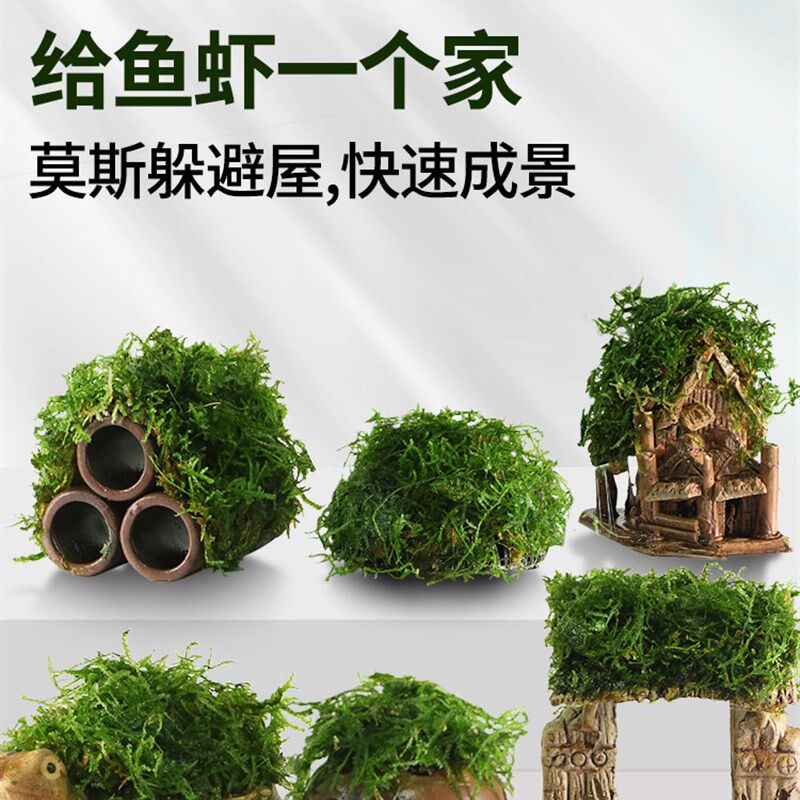 鱼缸水草造景莫斯水草懒人真植物鱼虾躲避罐虾屋小摆件小鱼躲避屋