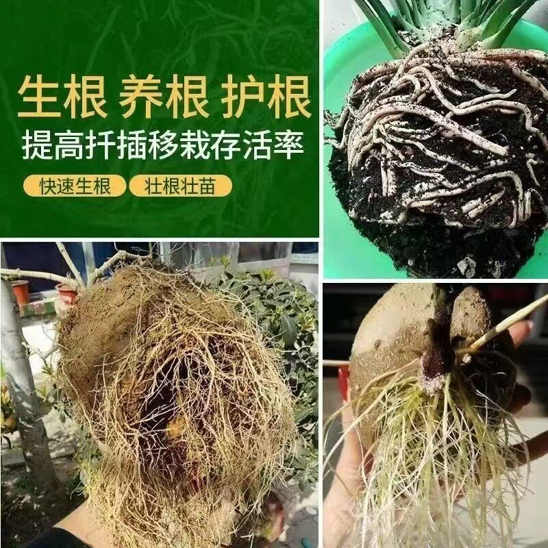 海藻根果生根肥氨基酸水溶肥花卉扦插用快速发根树木果树生根水剂