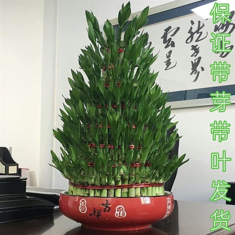 水培招财竹富贵竹转运竹开运竹宝塔竹节节高竹塔保证带叶带芽发货
