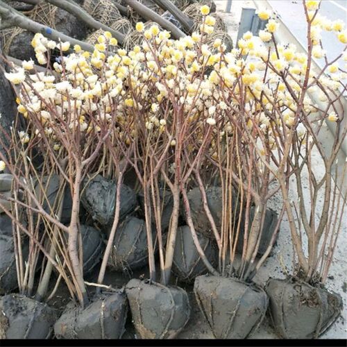 结香花树苗盆栽花卉室内外耐寒打结花梦冬花喜花阳台植物庭院花苗