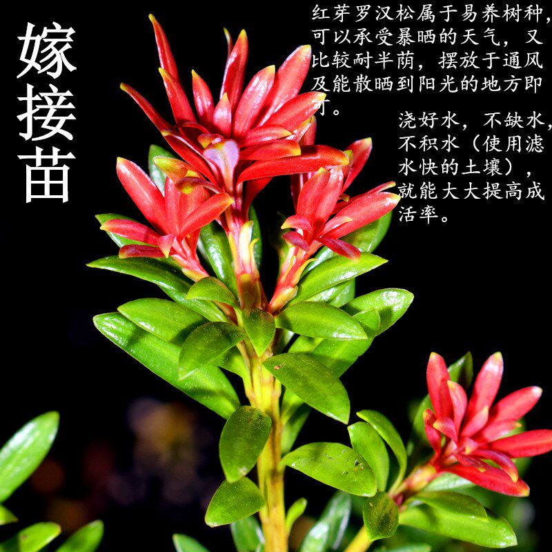 新品海岛血红芽金彩小红帽罗汉松盆景素材四季盆栽植物窗庭院阳台