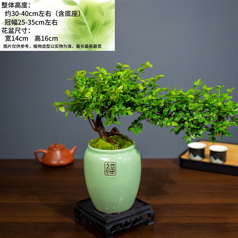 【生活雀实美好】老桩悬崖雀梅盆景室内好养盆栽绿植茶室客厅阳台