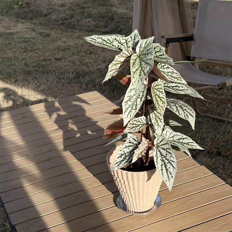 循花盆【阶梯系列】艺术感景德镇手工陶盆大口径陶土粗陶礼物花盆