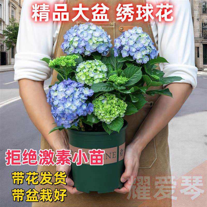 绣球花盆栽带花苞无尽夏花苗室内阳台室外花开花绿植四季花卉植物