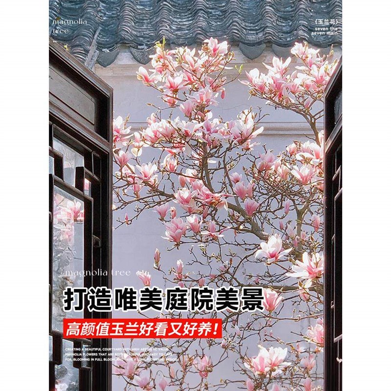 特大紫玉兰花树苗带花苞室外庭院别墅盆栽地栽植物四季耐寒风景树