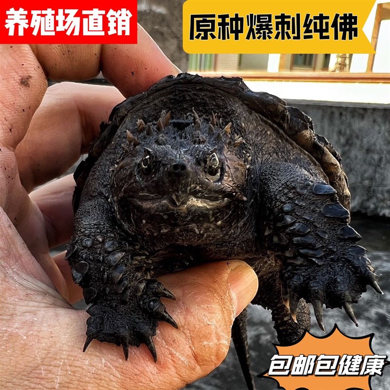 鳄龟原种爆刺纯佛凶猛霸气正宗佛鳄龟活体观赏龟