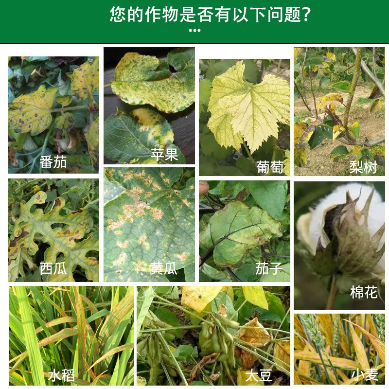 进口植物叶绿素黄叶枯叶一喷绿增绿增厚蔬菜花卉果树水溶叶面肥料