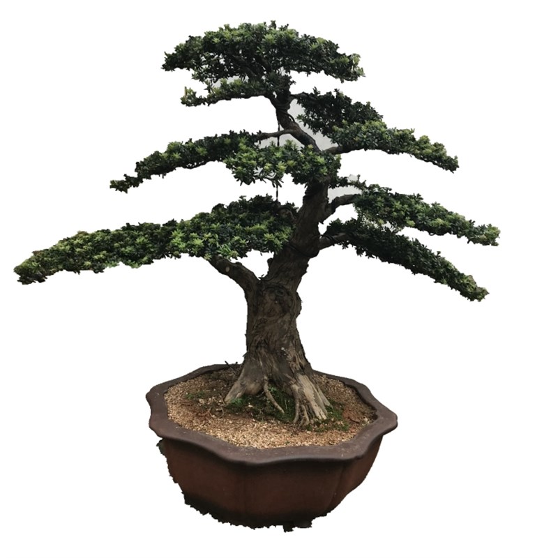 造型米叶罗汉松盆景 中大型雀舌罗汉松盆栽 室内外绿植盆栽 实物
