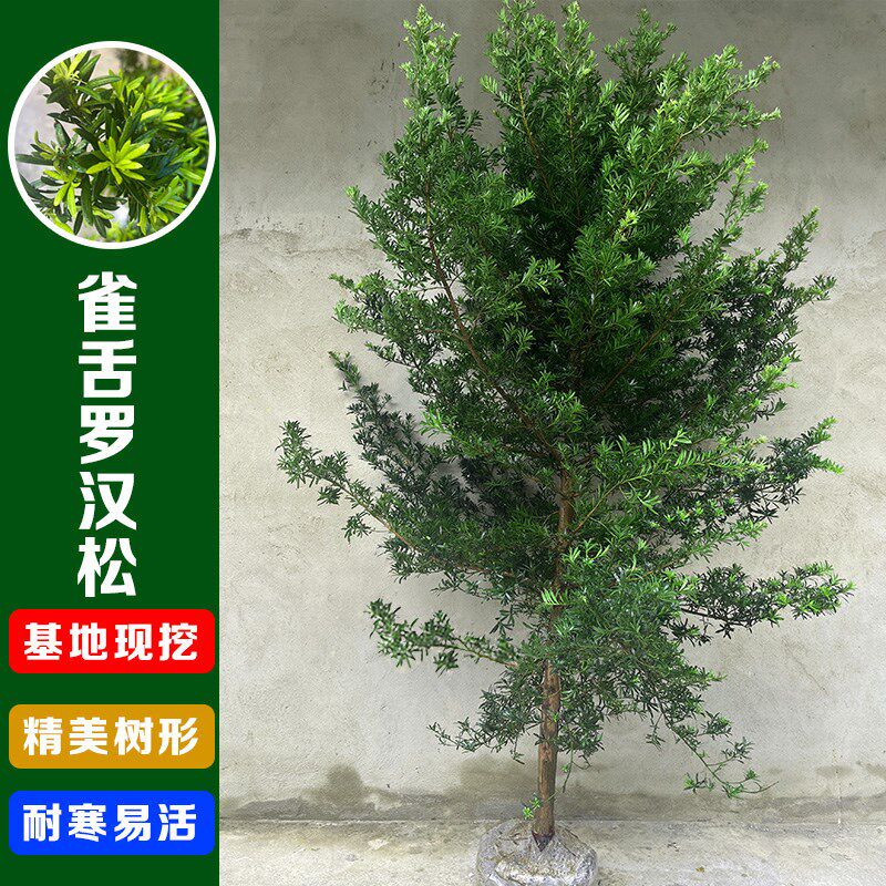 雀舌罗汉松树苗大树小叶迎客松别墅庭院阳台地盆栽耐寒绿植可造型